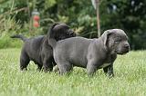 CANE CORSO 1298